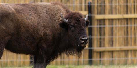 American bison | Smithsonian's National Zoo