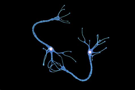 3D model nerve cell anatomy details - TurboSquid 1515693