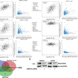 The regulatory mechanism of the Warburg effect is influenced by DNMT3A.... | Download Scientific ...