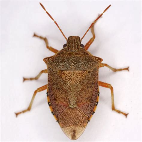 Podisus maculiventris (Spined soldier bug)