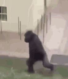 √ダウンロード i love you baby gorilla meme 252153-I love you baby gorilla ...