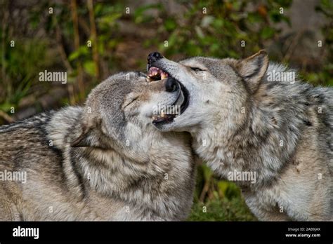 Two Gray Wolves one showing dominance over the other by biting it's ...