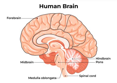 Human Brain Parts And Functions Diagram
