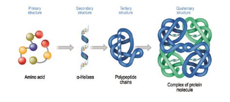 Glycoprotein - The Definitive Guide | Biology Dictionary