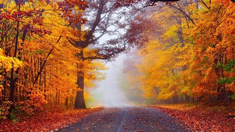 Fog in the autumn forest HD desktop wallpaper : Widescreen : High Definition : Fullscreen