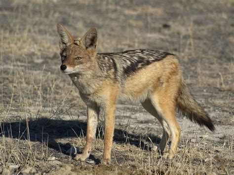 Jackal - A-Z Animals