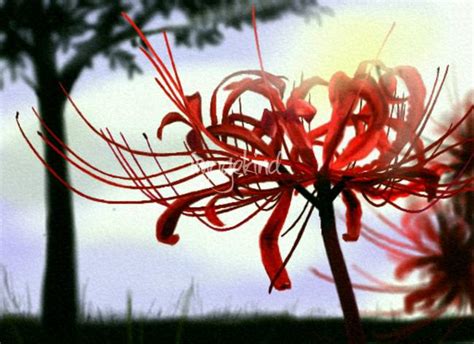 1000+ images about lycoris radiata on Pinterest | At home, Anime ...