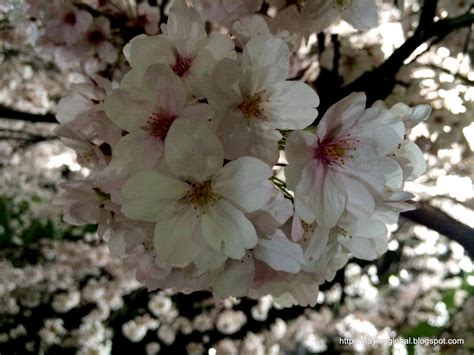 A Global Life: Nagoya : Cherry Blossoms near Yamazaki River