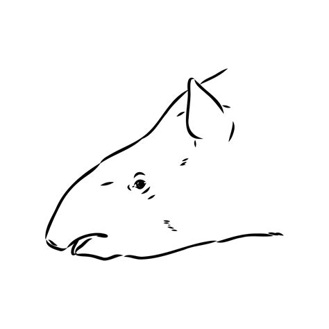 tapir vector sketch 36439128 Vector Art at Vecteezy