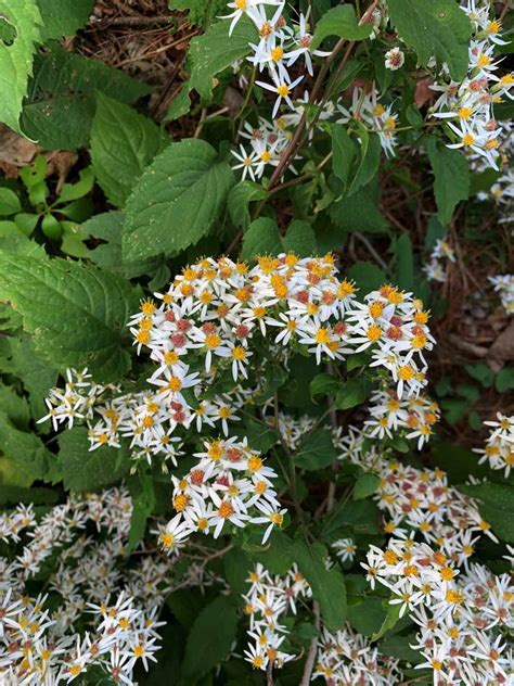 Forest Floor Plants | Trailside Museums and Zoo