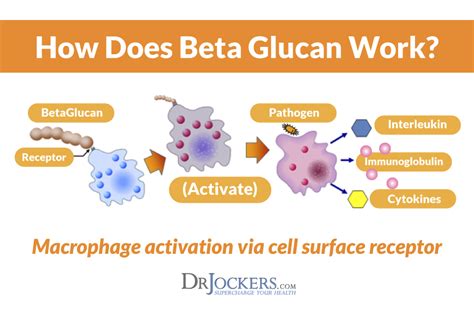 Beta Glucan and the Fight Against Cancer - DrJockers.com