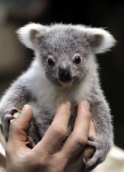 A Baby Koala Bear | Baby koala, Cute animals, Koala bear