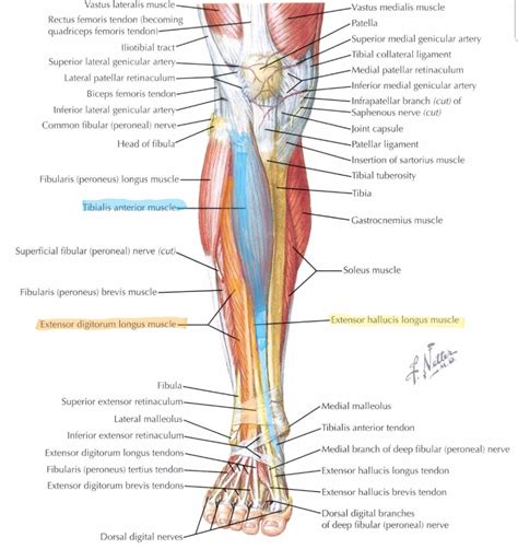 Metabo S Kuwento Muscles Of Anterior Compartment Of Lower Leg 22204 | Hot Sex Picture