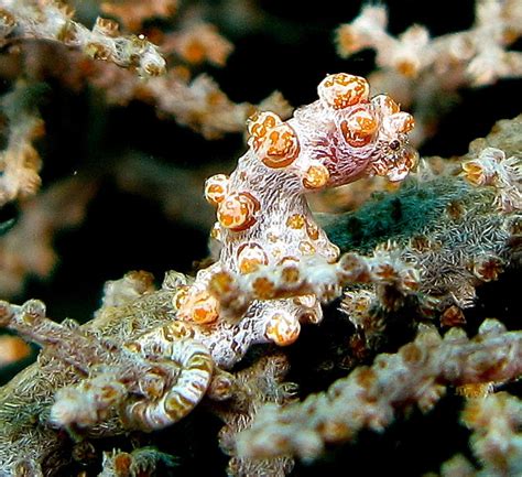 Pygmy Seahorses: Amazing Camouflage in Animals | Owlcation