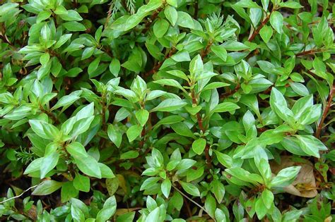 Ludwigia palustris (Marsh Purslane)