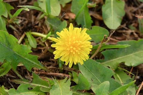 5 Things to Make With Dandelion Leaves and Flowers