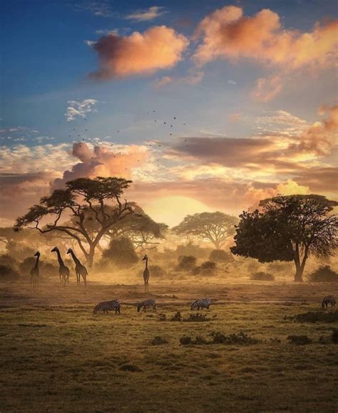 The African plains | African sunset, Africa photography, African jungle