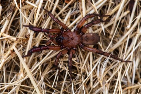 Woodlouse Spider (UK) - Identification and Facts