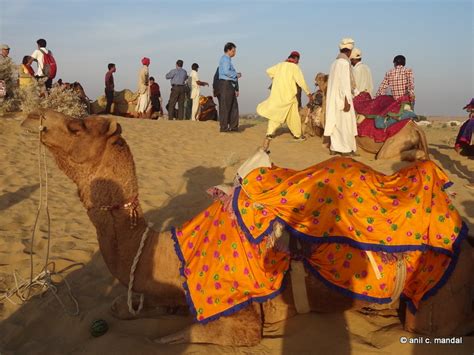 Camel ride | Anil's photo journal