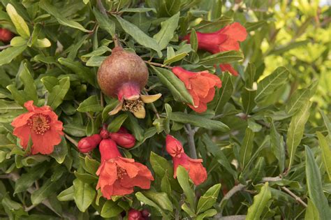 Pomegranate WonderFul Variety