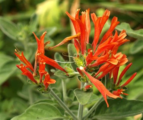 HUMMINGBIRD PLANT (Dicliptera suberecta). Fills out nicely in filtered sun with a few hot blasts ...