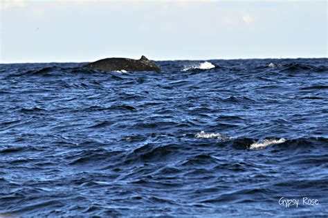 Montague Island - Narooma - New South Wales