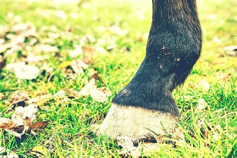 Best Hoof Supplements For Barefoot Horses - Horse Meta