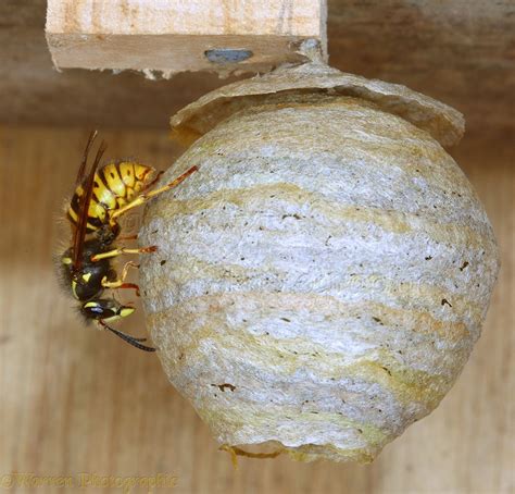 Queen wasp building nest photo WP43239