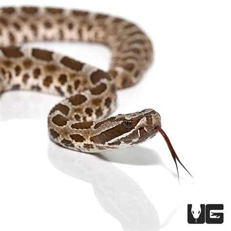 Baby Western Massasauga Rattlesnake (Sistrurus tergeminus) for sale ...