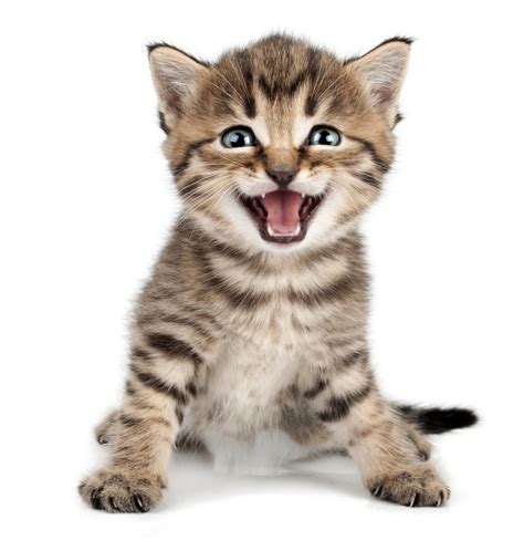 How To Make Your Cat Smile - Cats and Meows