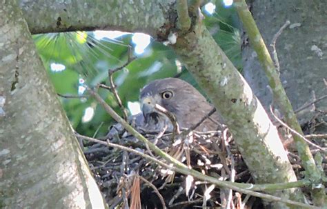 Recent Sightings: Broad-winged Hawk Nest and Family