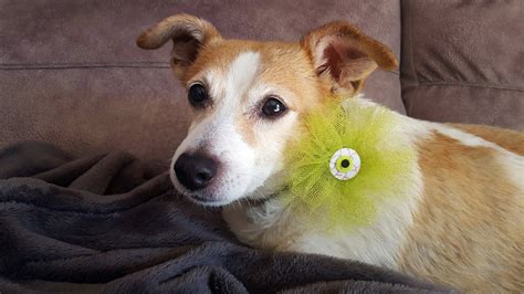 Halloween Dog Tie. Funny Halloween Pet Collar. Halloween Dog - Etsy