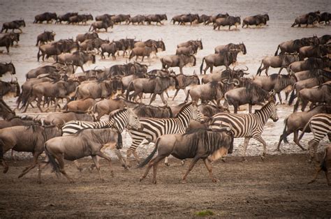 Serengeti vs Masai Mara: Best Safari in Africa | Kenya vs Tanzania