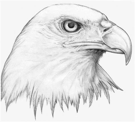 Cool Animal Drawings at PaintingValley.com | Explore collection of Cool Animal Drawings