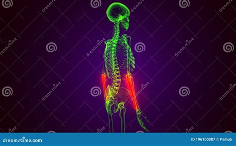 3d Render of Human Skeleton Ulna Bone Anatomy Stock Illustration - Illustration of stretches ...