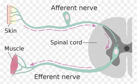 Efferent Nerve Fiber Afferent Efferent Neurons, Outdoors, Animal ...