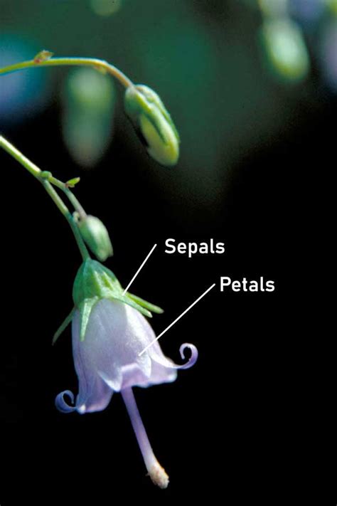 Parts Of A Flower Identified & Explained: Diagram & Photos