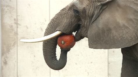 Elephants enjoy eating pumpkins! - YouTube