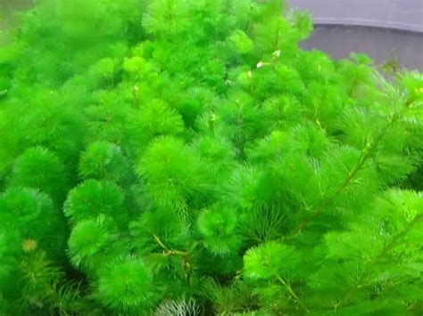 21 Extra Tall Aquarium Plants For Your Aquarium | Full Guide