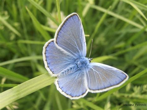 Small Common blue butterfly ( Polyommatus icarus) on the grass in the field All rights reserved ...