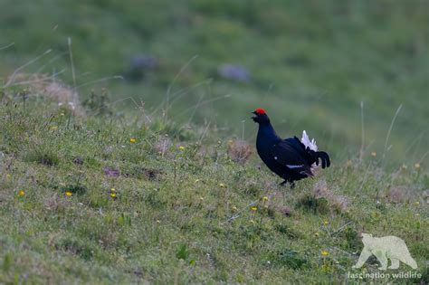 Wild Bavaria - Fascination Wildlife