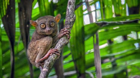 The Tarsier Is One Weird Primate, and Yes, We're Related | HowStuffWorks