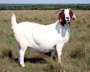 Goat Breeds Boer – Goats