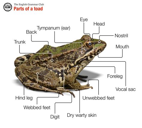 Parts of a frog | Frog, Art activities for kids, Animal facts