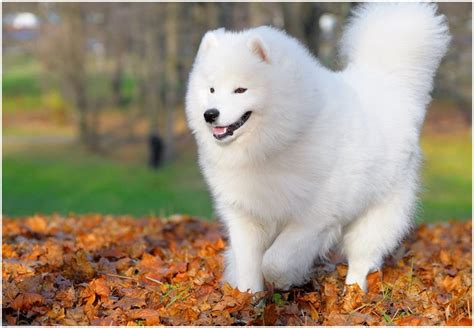 Samoyed - Pictures, Rescue, Puppies, Breeders, Temperament, Price ...