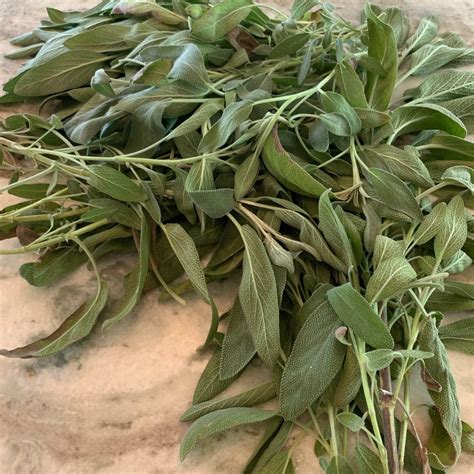 Drying Herbs: Rosemary and Sage - Positively Jane