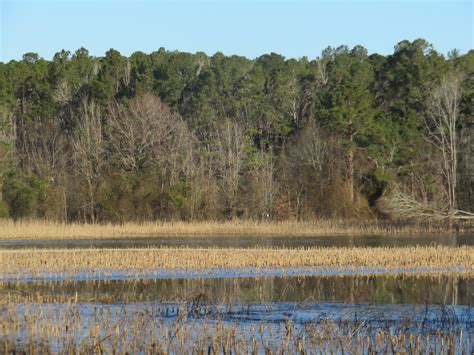 greenmon's folly: Jan 31 Pee Dee National Wildlife Refuge