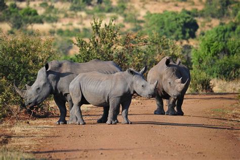 female black rhino - Google Search | Rhino, Wildlife, Female