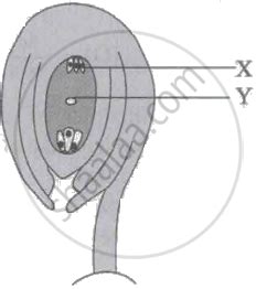 The diagram given below represents an anatropous ovule. Identify labels ...