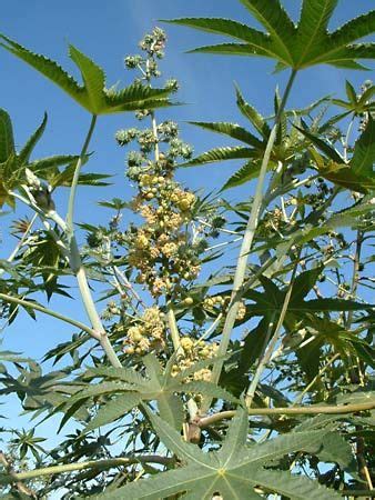 Castor-oil plant | Description, Uses, & Ricin | Britannica